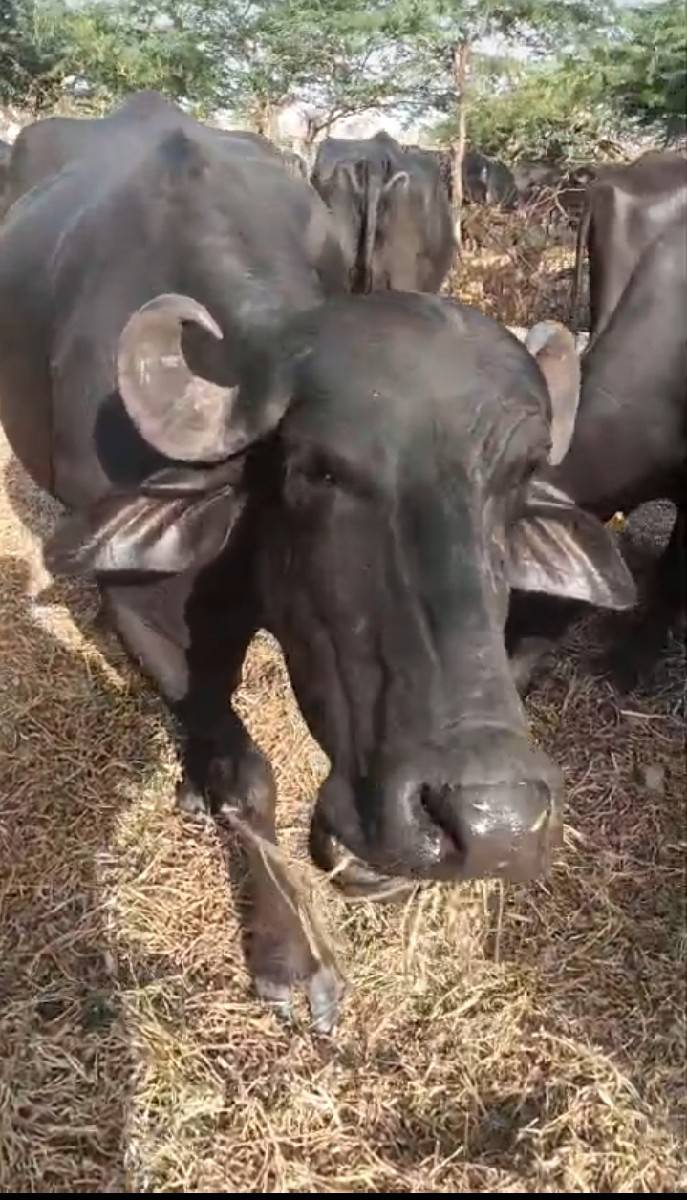 ખડેલા વેસવાના છે