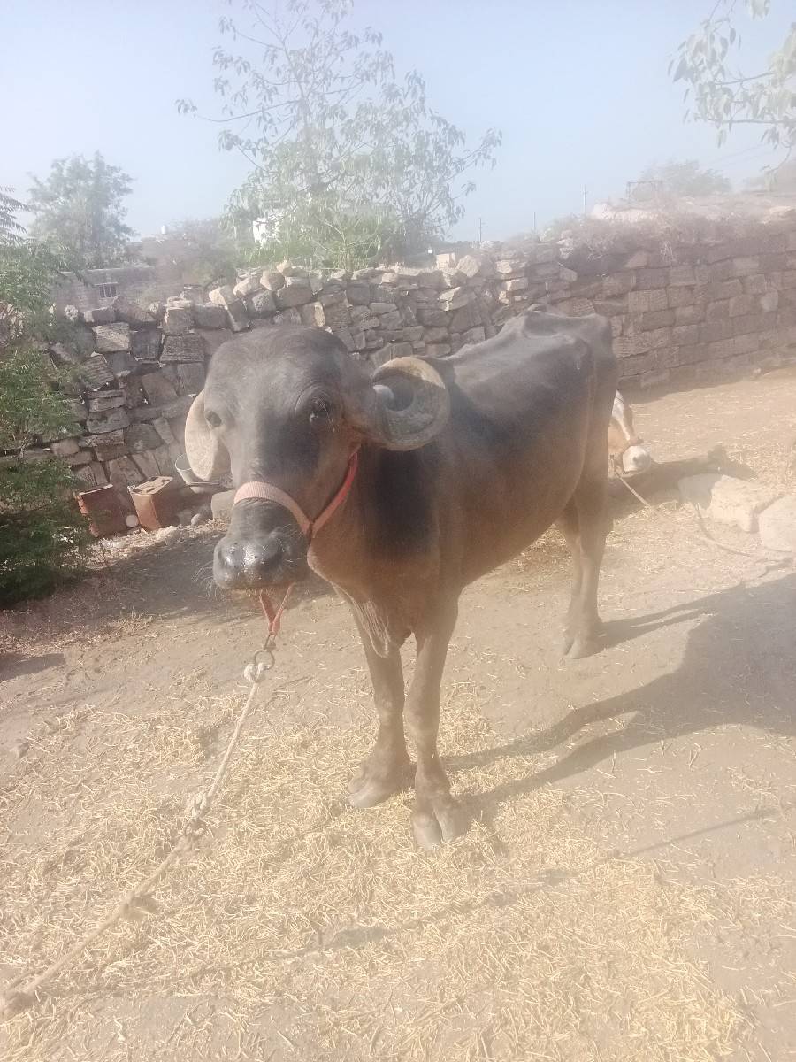 વેચવાની