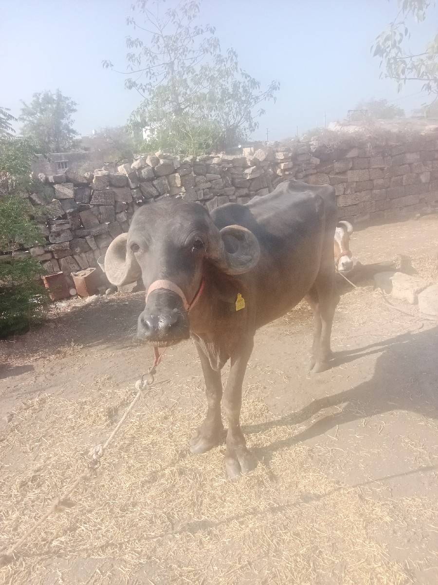 વેચવાની