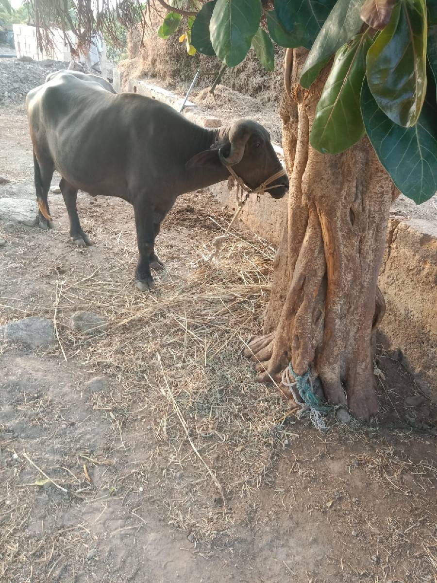 ખડેલી વેચવાની છે