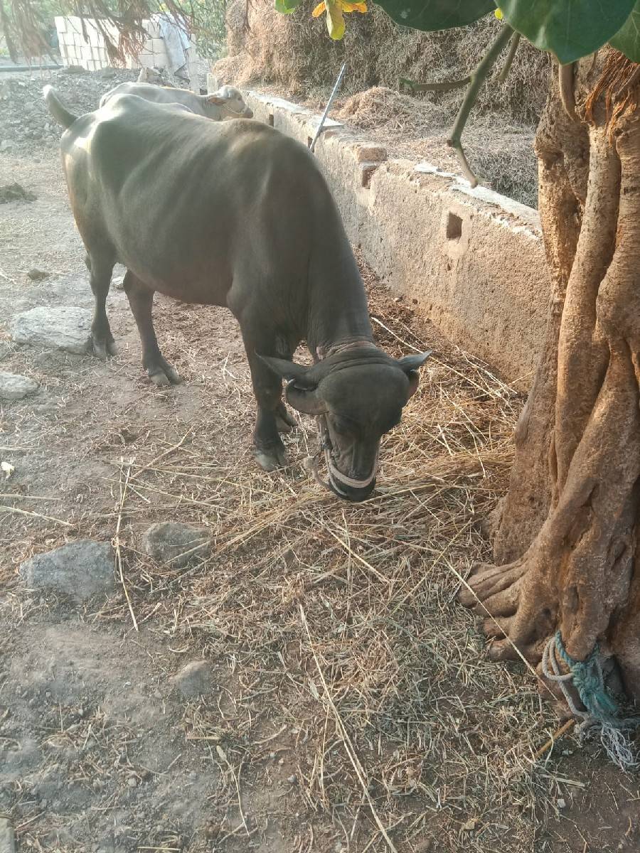ખડેલી વેચવાની છે