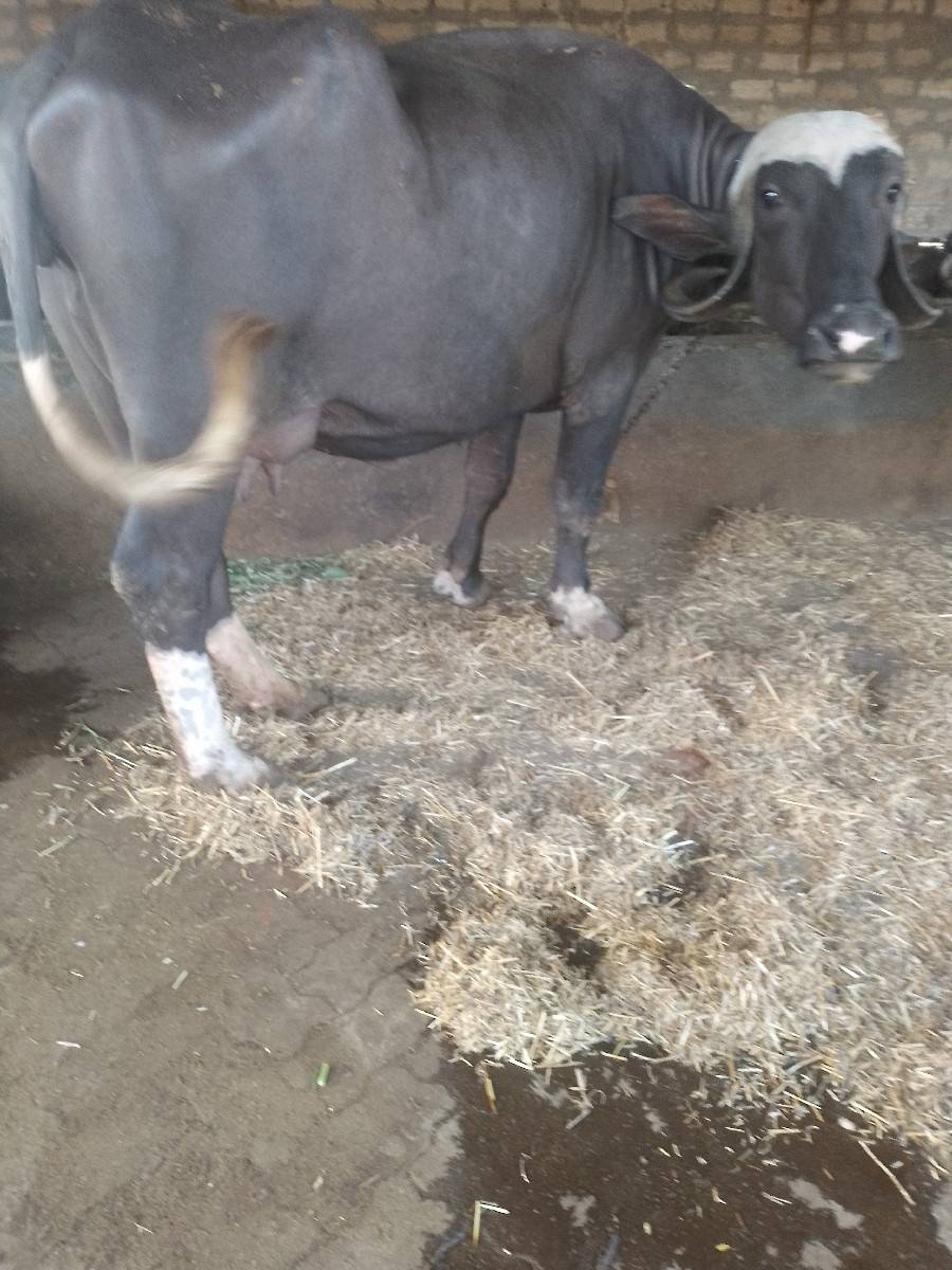 ભેંસ વેચવાની છે