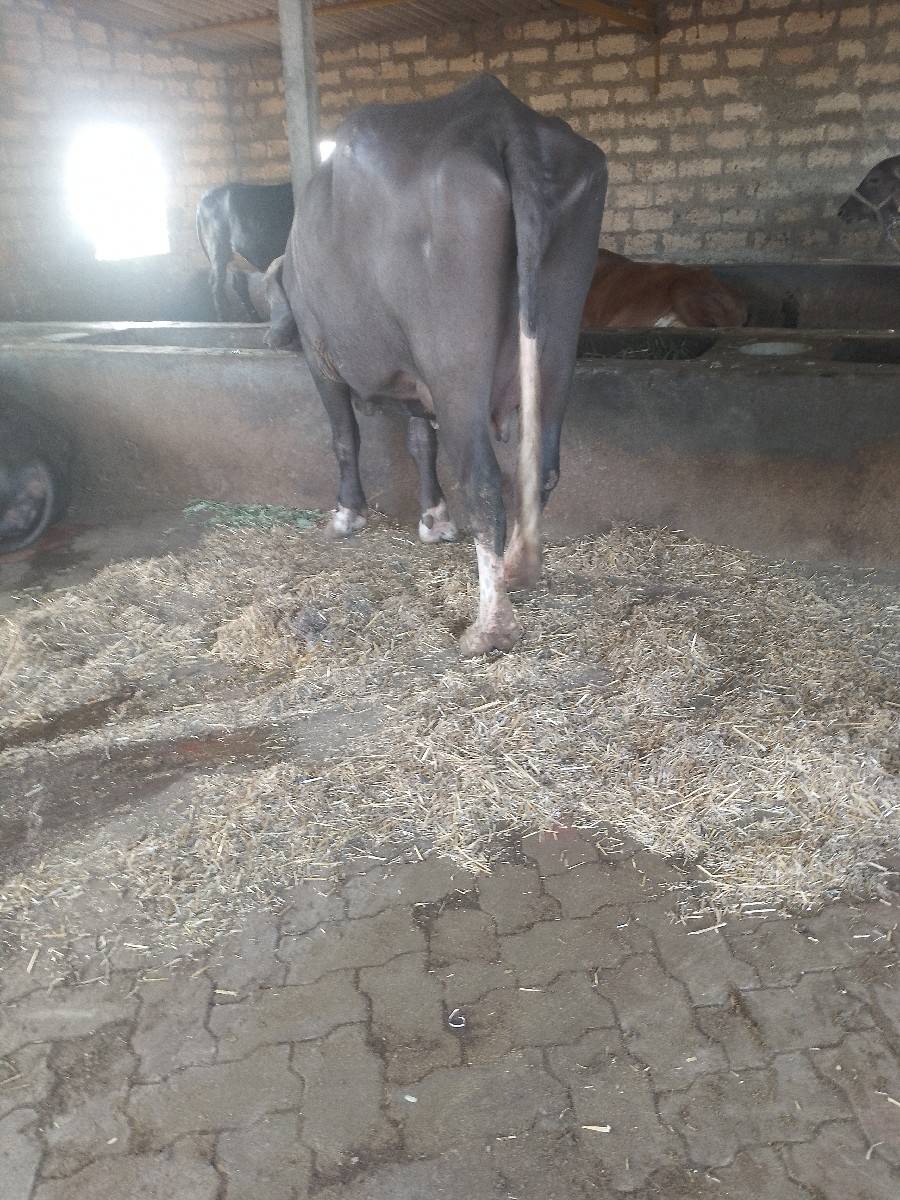 ભેંસ વેચવાની છે
