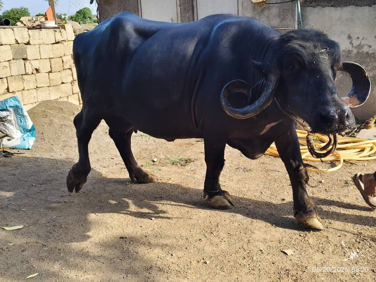 3 વેતર