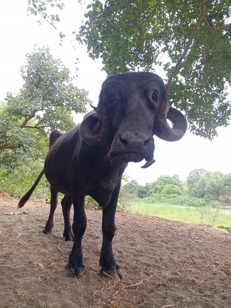 અખંડ ખડેલી છે