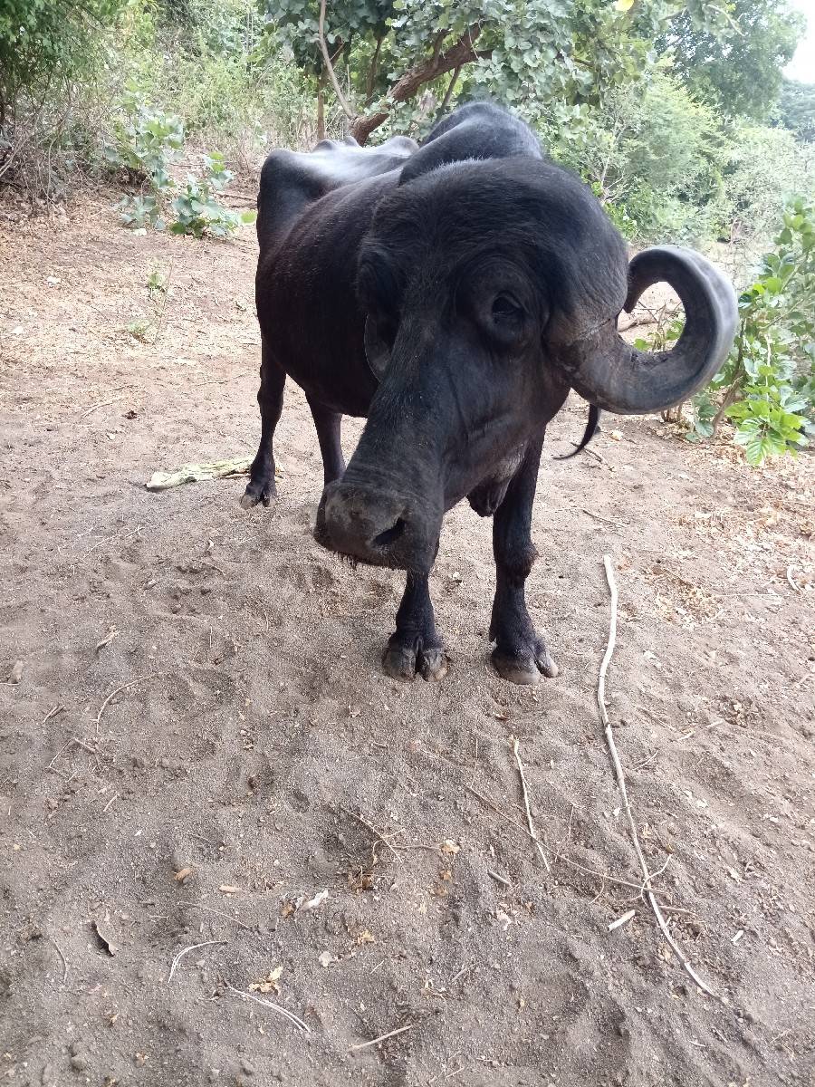 અખંડ ખડેલી છે