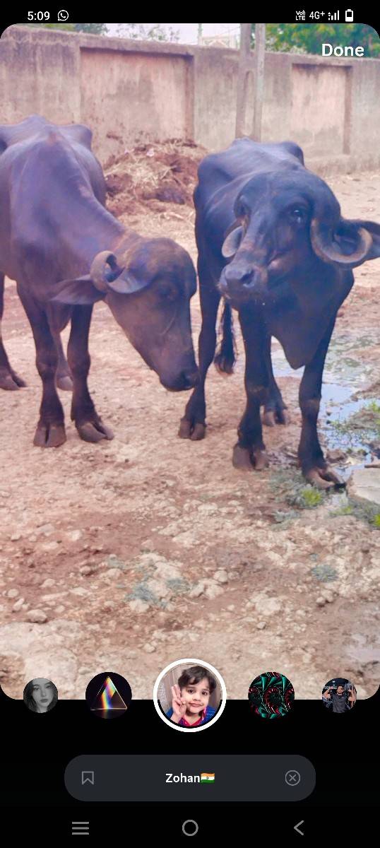 બે ખડાલીઓ વેચવાની છે