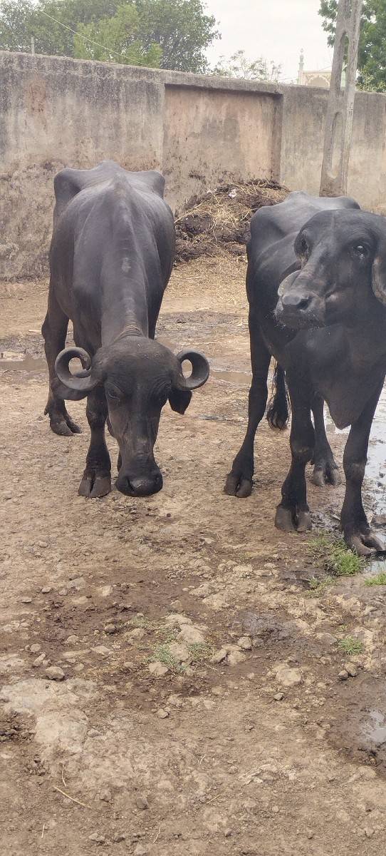 બે ખડાલીઓ વેચવાની છે