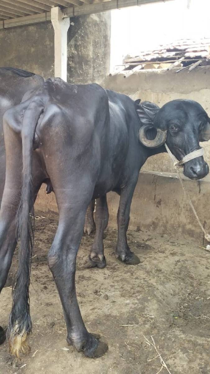 બે ખડાલીઓ વેચવાની છે