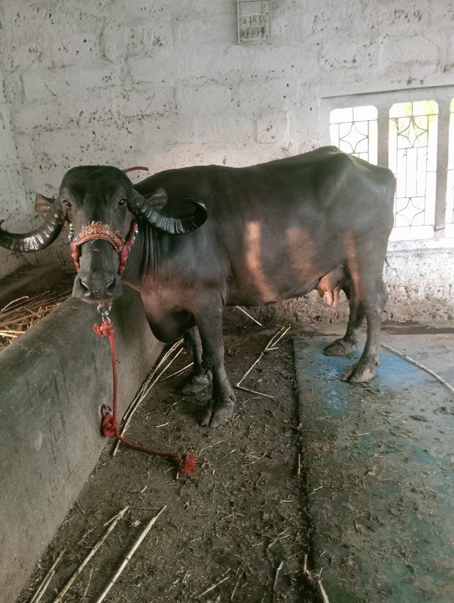 ભેંશ વેશવાની છે