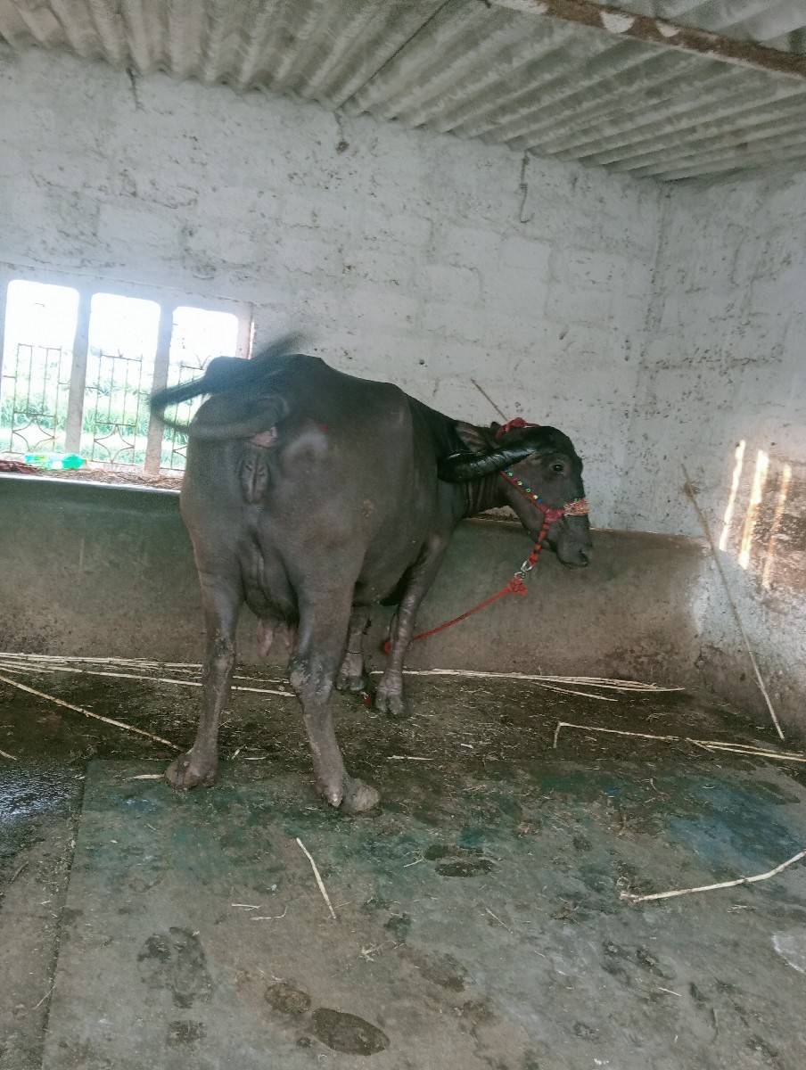 ભેંશ વેશવાની છે