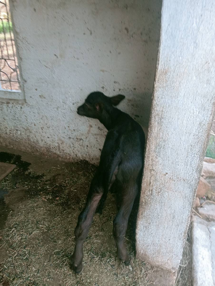 ભેંશ વેશવાની છે