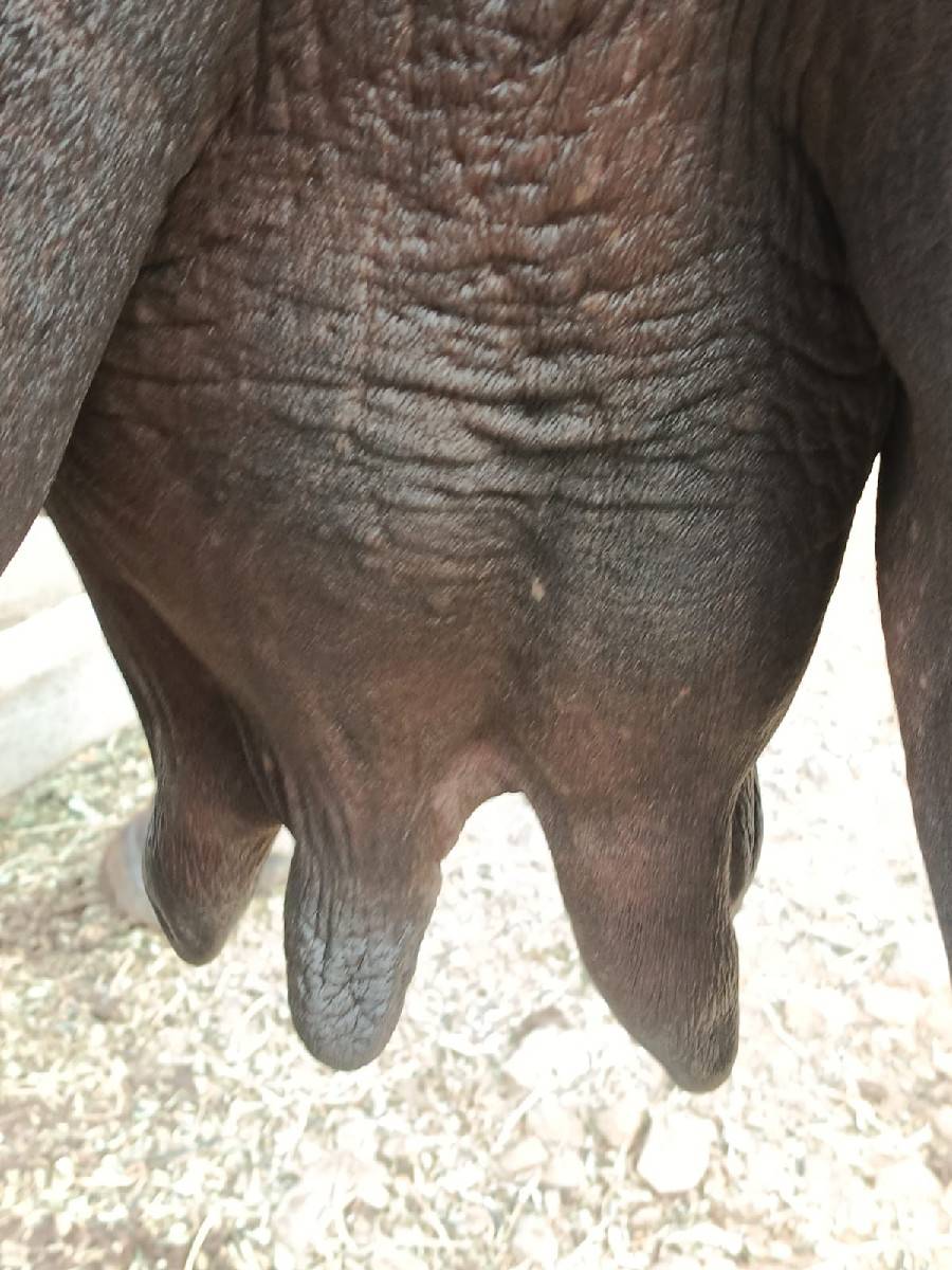 ખડાઈ વેશવાનિ છે