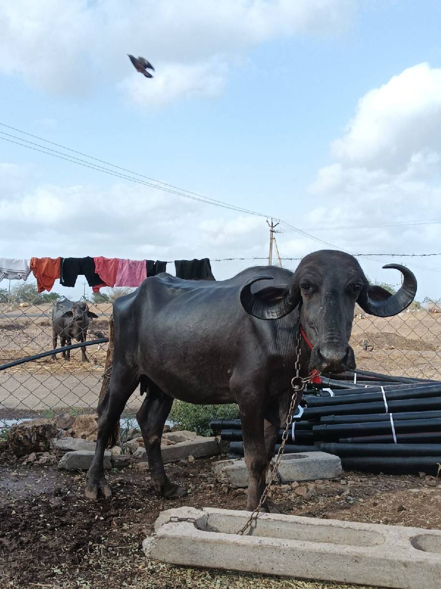 ખડાઈ વેશવાનિ છે