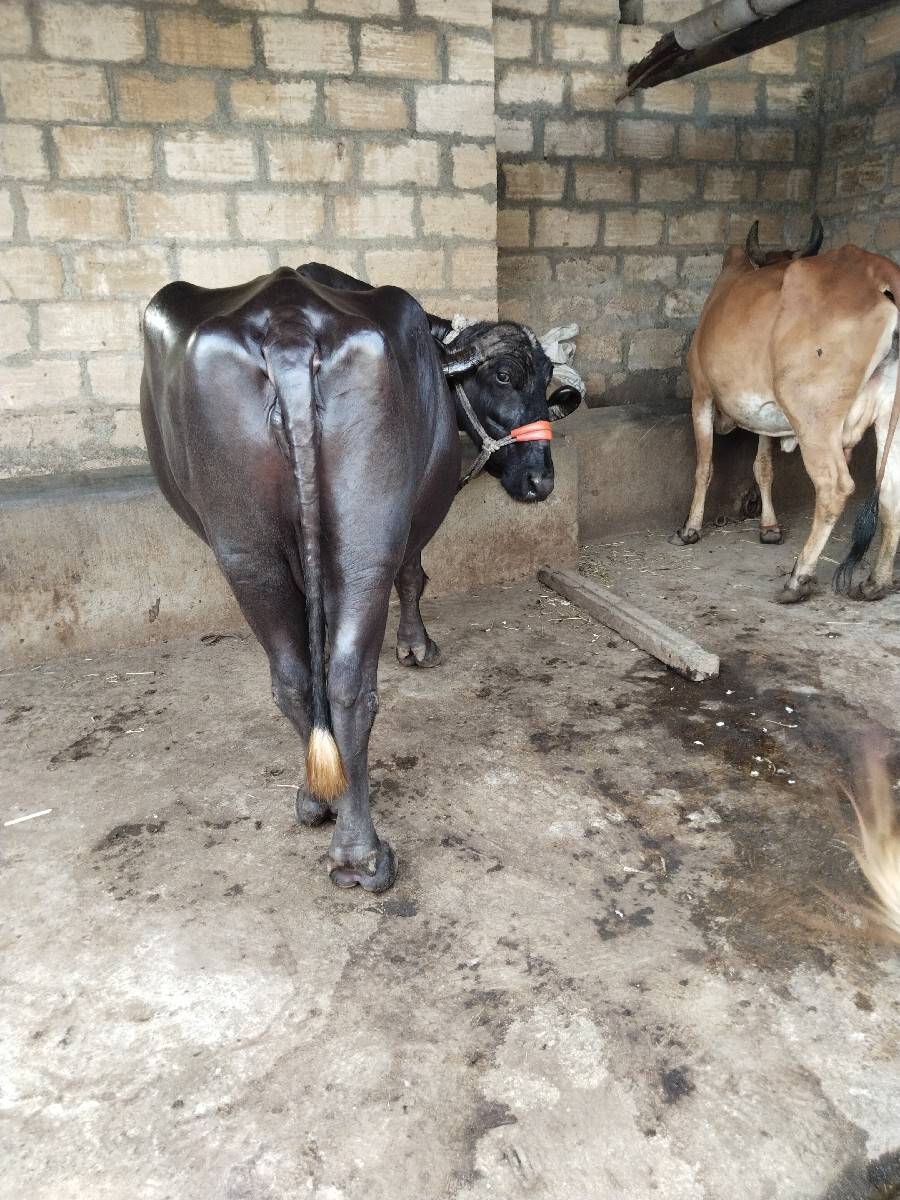 ભેંસ વેચવાની છે