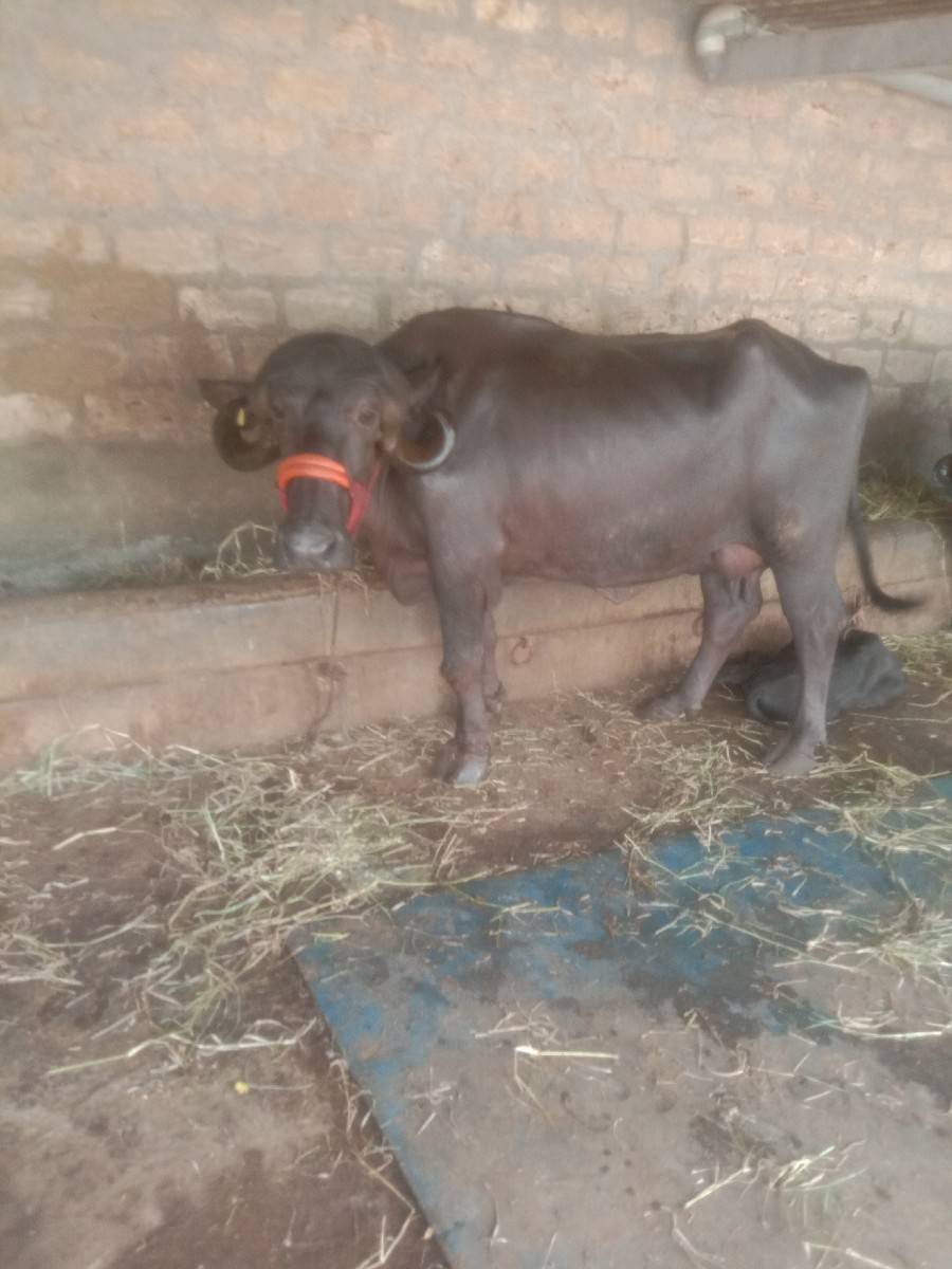ભેસ