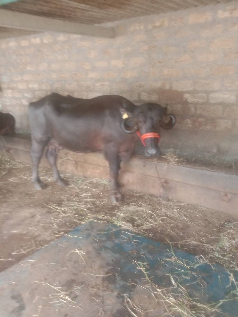 ભેસ