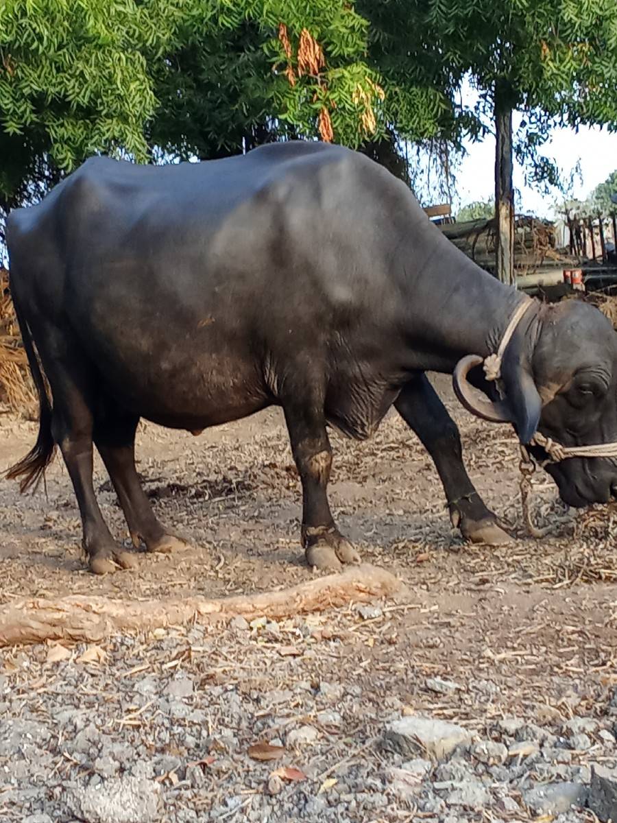 ભેંસ વેચવાની છે