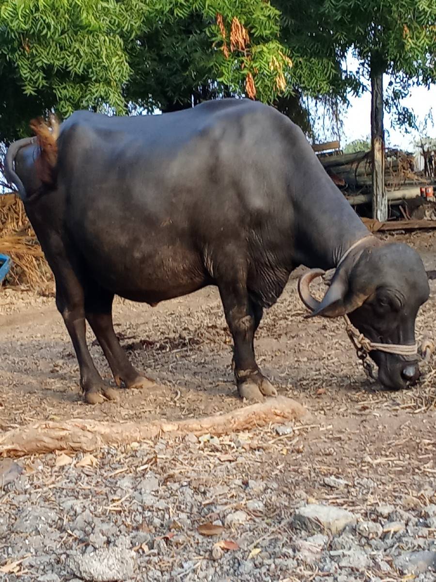 ભેંસ વેચવાની છે