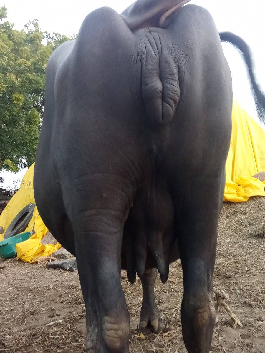 ભેંસ વેચવાની છે