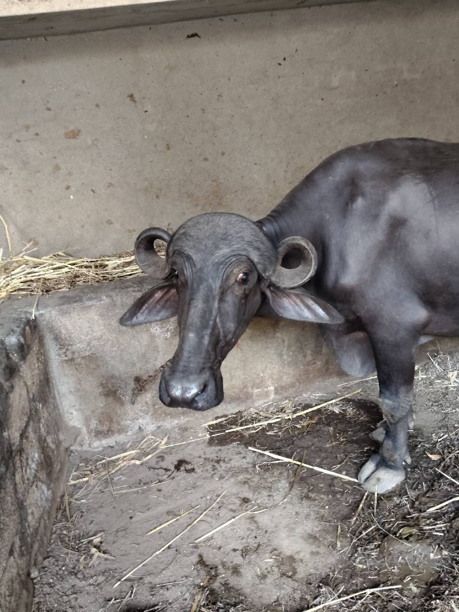ભેંસ વેચવાની છે