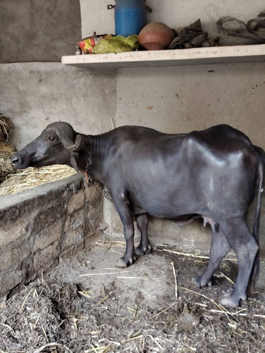 ભેંસ વેચવાની છે