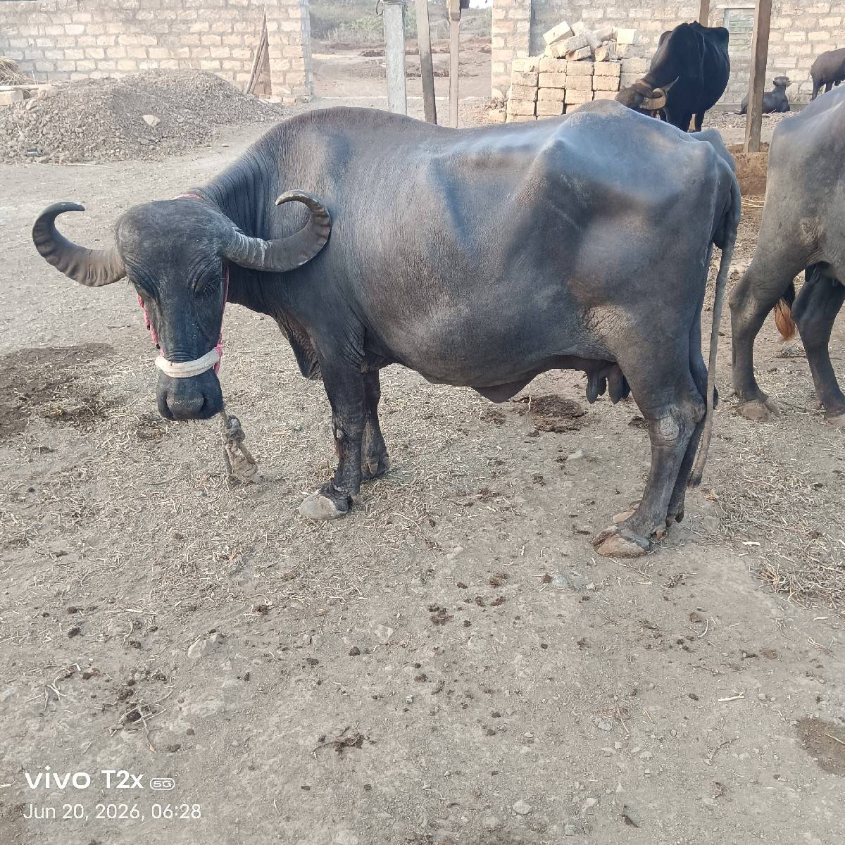 ચોથું વેતર