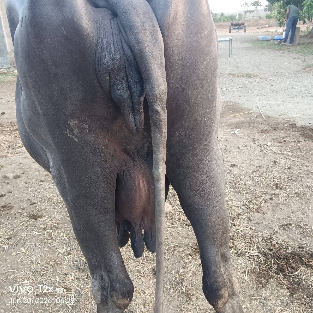 ચોથું વેતર