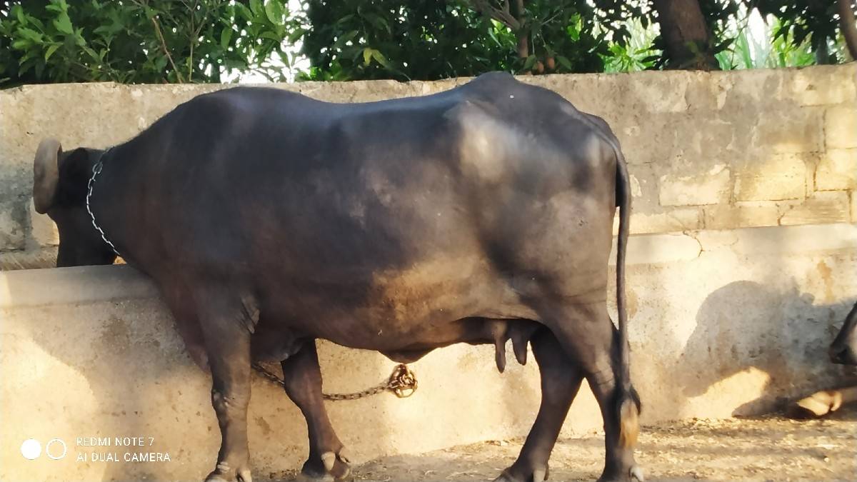 ભેંસ વેચવાની છે