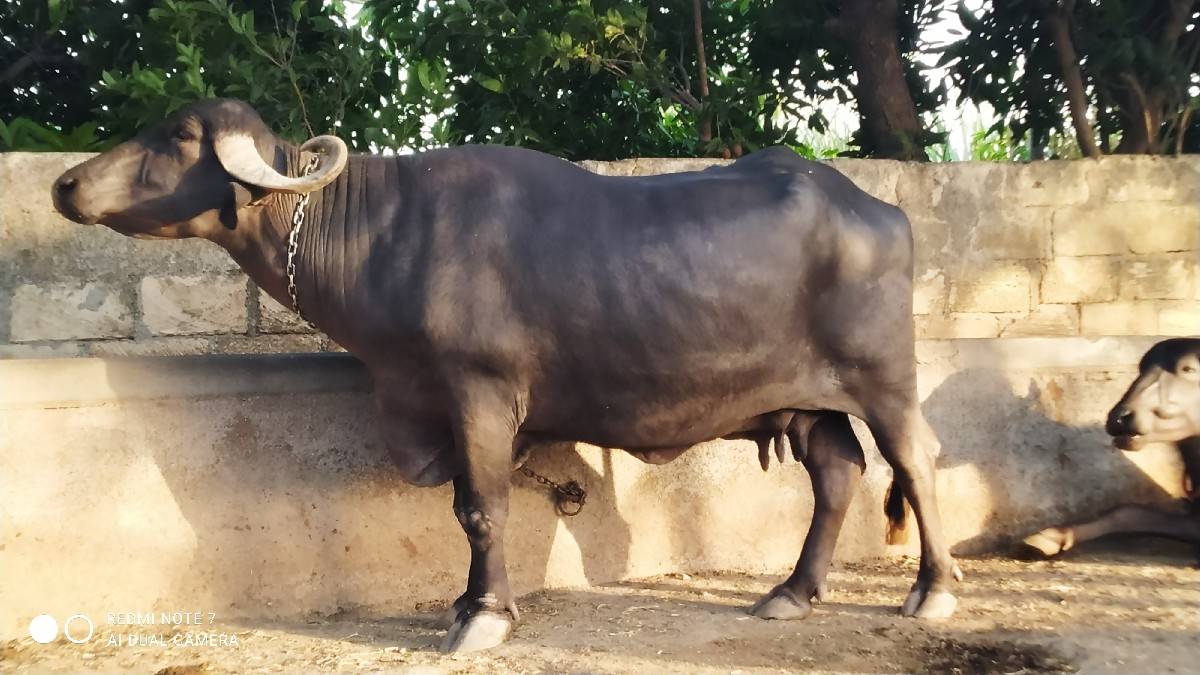 ભેંસ વેચવાની છે