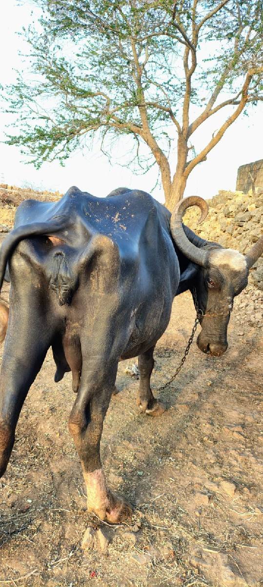 20-25 દિવસ ની કાચી