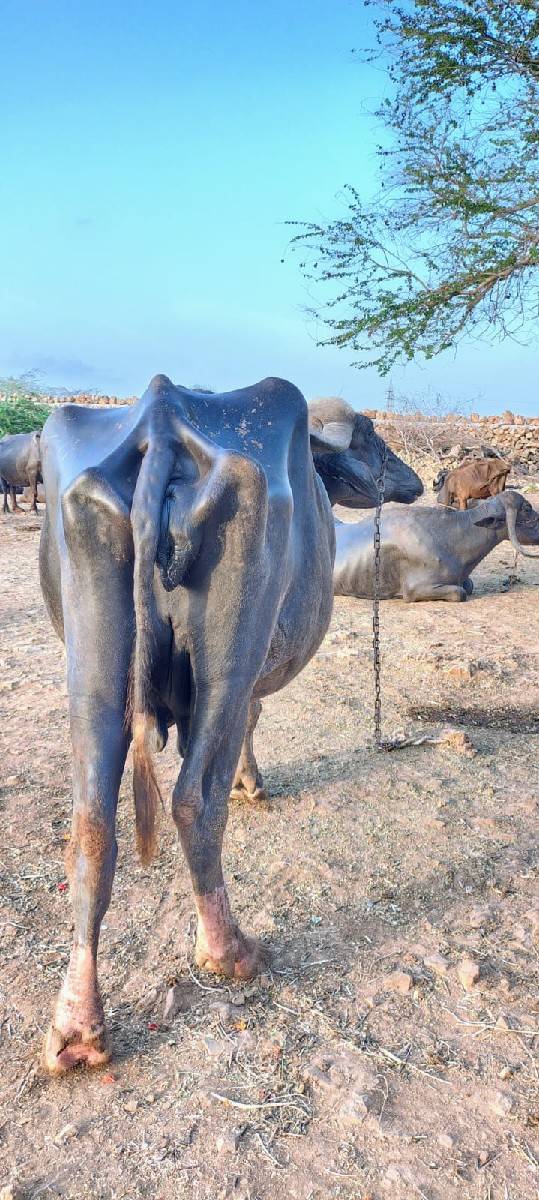 20-25 દિવસ ની કાચી