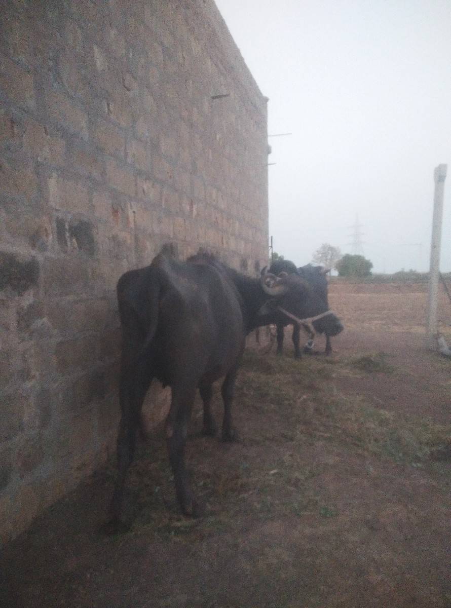 ભેંશ વેચવાનિ