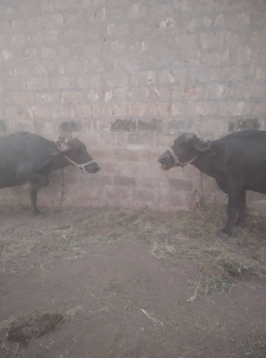 ભેંશ વેચવાનિ