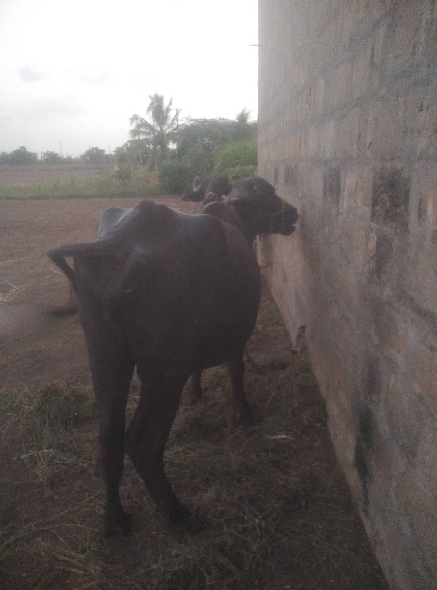 ભેંશ વેચવાનિ