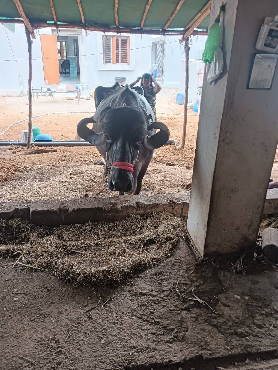 भेस वेसवानि छे
