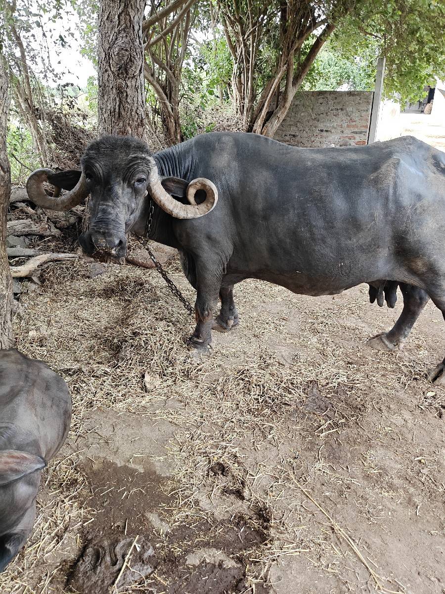 ભેંશ વેચવાની છે