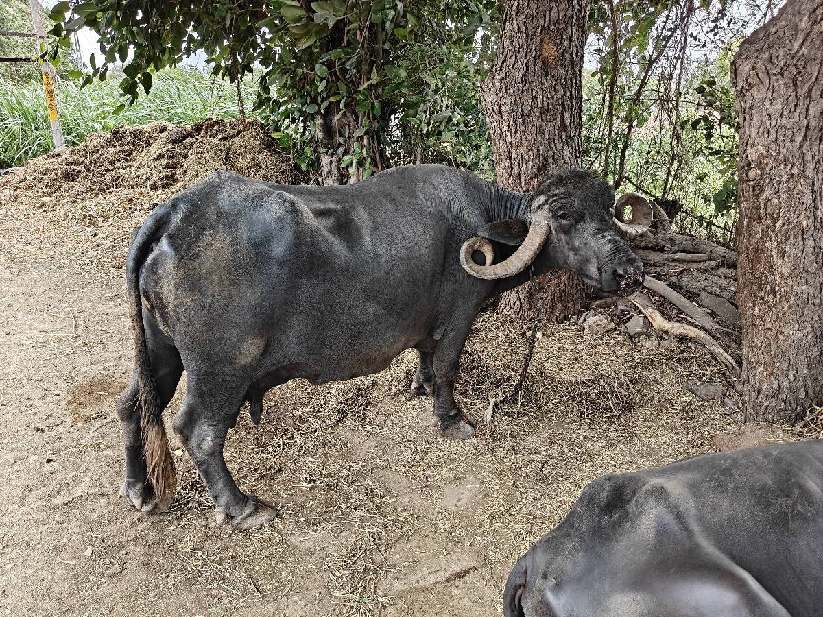 ભેંશ વેચવાની છે