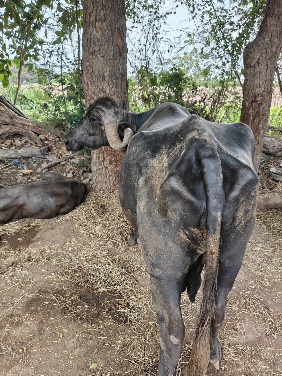 ભેંશ વેચવાની છે