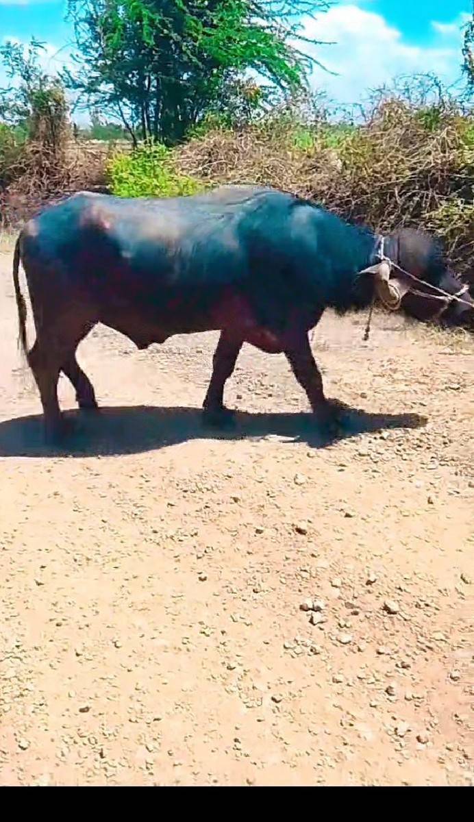 આ પાડો વેચવાનો છે