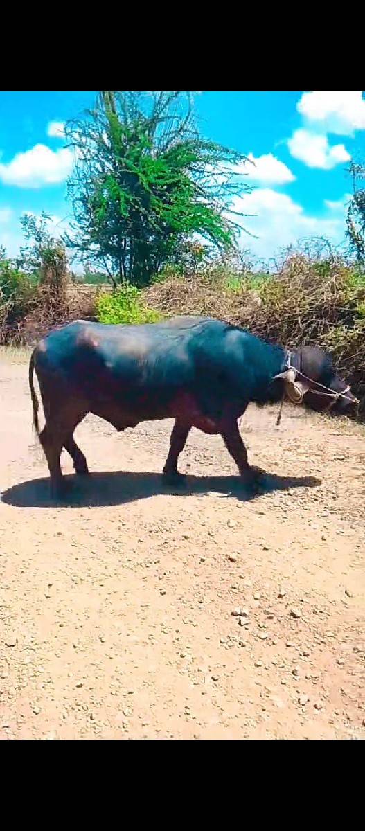 આ પાડો વેચવાનો છે