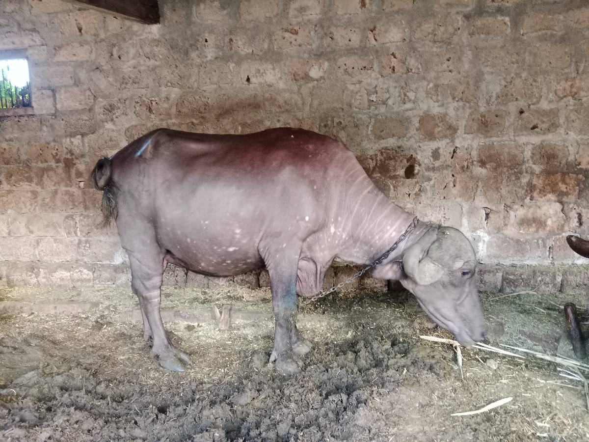 ખડેલી વેચવાની છે