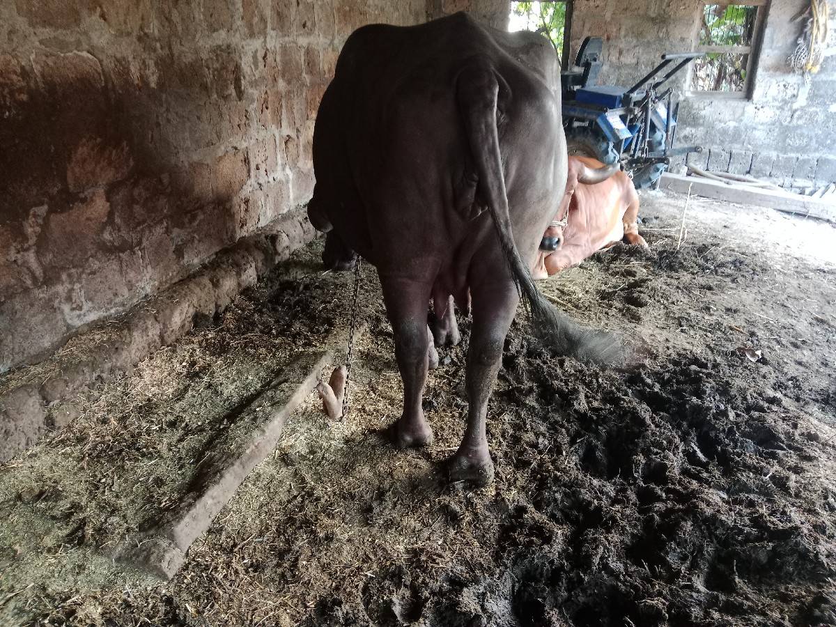 ખડેલી વેચવાની છે