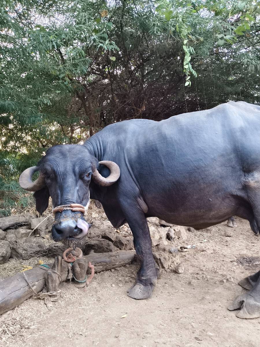 ભેંસ વેચવાની છે