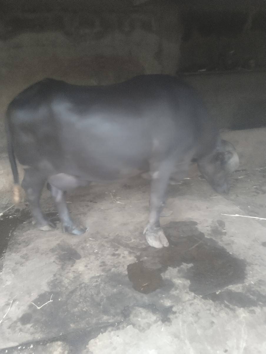 બેસવાની