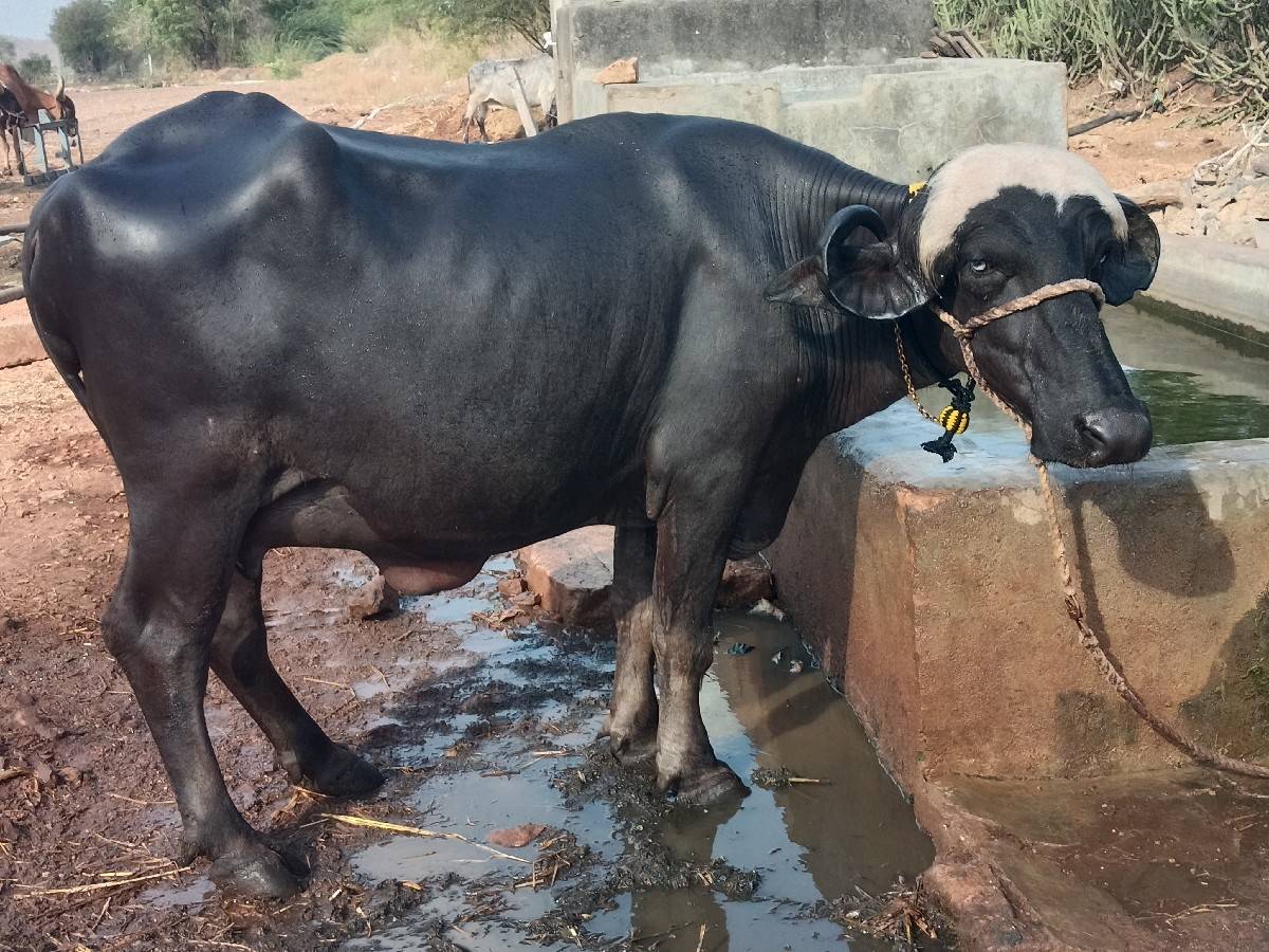 ભેંશ વેશવાનિછે