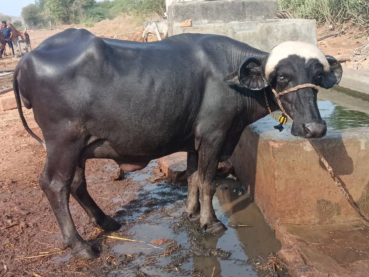 ભેંશ વેશવાનિછે