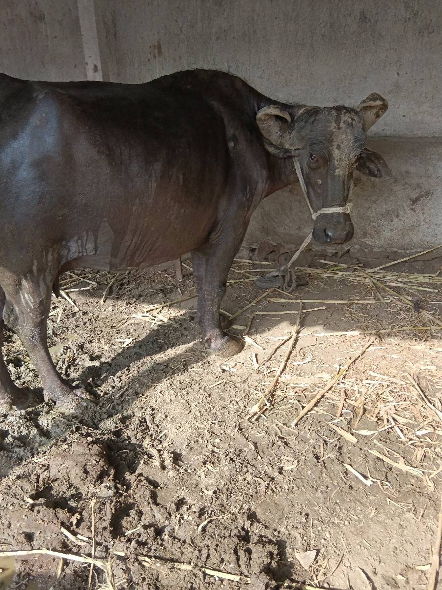 ૨૦-૨૫ દિવસ ની કાચી