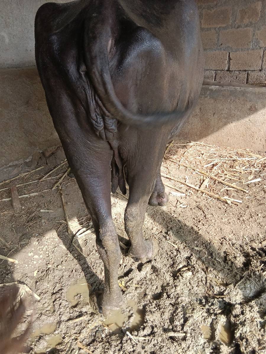 ૨૦-૨૫ દિવસ ની કાચી