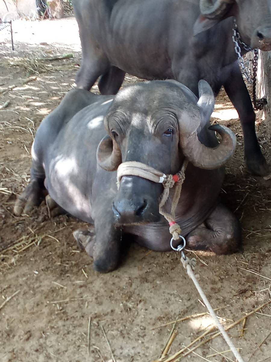 ભેંસ વેચવાની છે